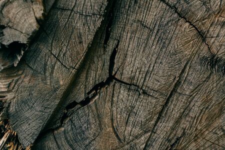 Dark rough wood texture. Abstract tree trunk background. Vintage wood. Abstract texture and background for designers Closeup view of dark rough tree trunk texture.の写真素材