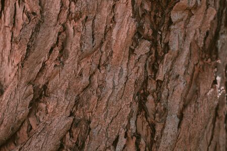 Schinus molle bark texture. California Pepper tree bark. Peruvian pepper. Abstract texture and background from Schunis molle tree bark. Macro view of pepper tree bark texture.の写真素材