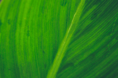 Green leaf texture. Leaf background for design. Leaf closeup. Leaf macro. Green abstract texture and background for designers. Macro view of green leaves.の写真素材