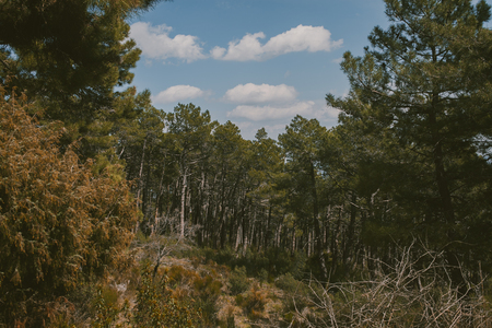Mountain landscape. High mountain view. Pine trees at summertime. Summer in the forest.の写真素材