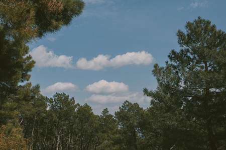 Mountain landscape. High mountain view. Pine trees at summertime. Summer in the forest.の写真素材