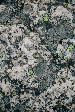Rock, lichen and moss texture and background. Mossy stone background. Abstract texture and background for designers. Mossy stone texture. Closeup view of lichen and moss.の写真素材