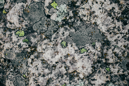 Rock, lichen and moss texture and background. Mossy stone background. Abstract texture and background for designers. Mossy stone texture. Closeup view of lichen and moss.の写真素材