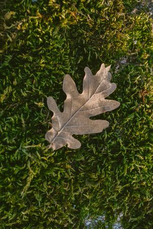 Oak tree leaf in mossy background. Oak tree leaves. Texture of oak tree leaf in mossy background. Mossy background. Oak tree leaf isolated over green background. Texture for designers.の写真素材