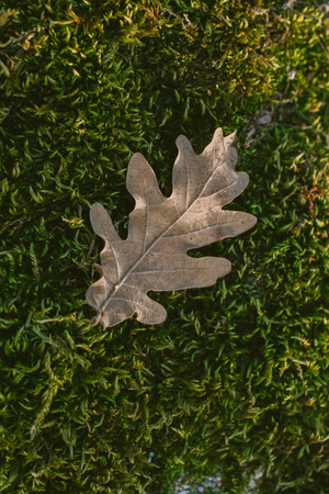 Oak tree leaf in mossy background. Oak tree leaves. Texture of oak tree leaf in mossy background. Mossy background. Oak tree leaf isolated over green background. Texture for designers.の写真素材
