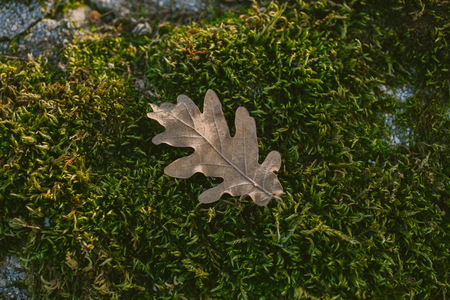Oak tree leaf in mossy background. Oak tree leaves. Texture of oak tree leaf in mossy background. Mossy background. Oak tree leaf isolated over green background. Texture for designers.の写真素材