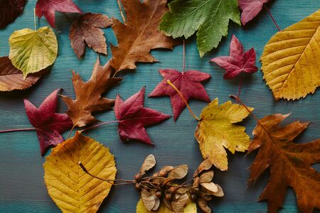 Autumn leaves background. Texture of fallen leaves. Colorful leaves on a blue wooden background. Abstract background and texture for designers.の写真素材