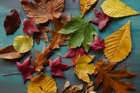 Autumn leaves background. Texture of fallen leaves. Colorful leaves on a blue wooden background. Abstract background and texture for designers.の写真素材