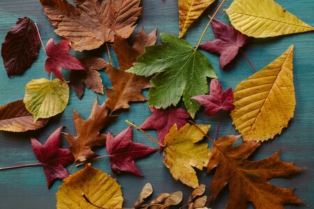 Autumn leaves background. Texture of fallen leaves. Colorful leaves on a blue wooden background. Abstract background and texture for designers.の写真素材