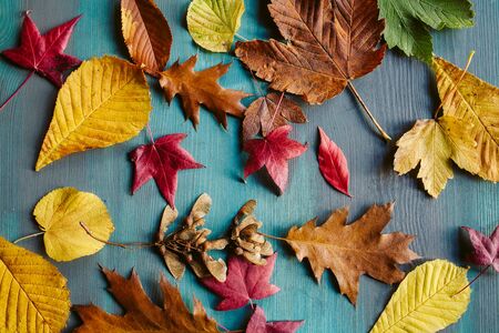 Autumn leaves background. Texture of fallen leaves. Colorful leaves on a blue wooden background. Abstract background and texture for designers.の写真素材