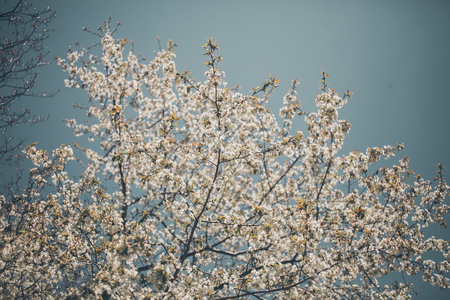 Almond trees blooming. Almond tree branches full of flowers. Flowers background in vintage style. Closeup of the branch of an almond tree in bloom. Almond tree background with white and pink flowers.の写真素材