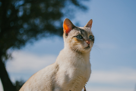 European cat portrait. Portrait of beautiful cat. Cute three color cat. European short haired cat.の写真素材