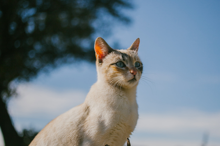 European cat portrait. Portrait of beautiful cat. Cute three color cat. European short haired cat.の写真素材