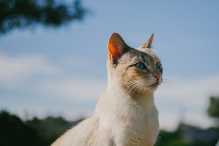 European cat portrait. Portrait of beautiful cat. Cute three color cat. European short haired cat.の写真素材