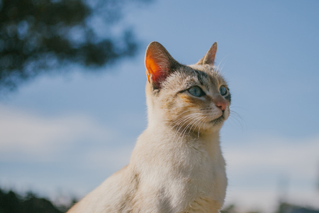 European cat portrait. Portrait of beautiful cat. Cute three color cat. European short haired cat.の写真素材