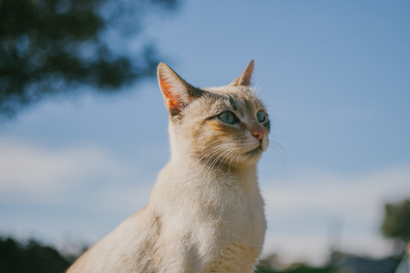 European cat portrait. Portrait of beautiful cat. Cute three color cat. European short haired cat.の写真素材