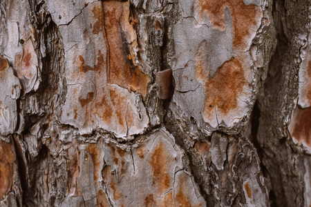 Pine tree bark background. Bark tree texture. Abstract texture and background for designers. Organic texture. Rough abstract texture. Natural pattern. Macro view of pine tree bark texture.の写真素材