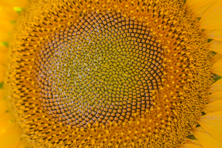 Sunflower texture and background. Texture of sunflower pollen. Macro view of abstract nature texture and background for designers. Organic pattern. Sunflower in bloom.の写真素材