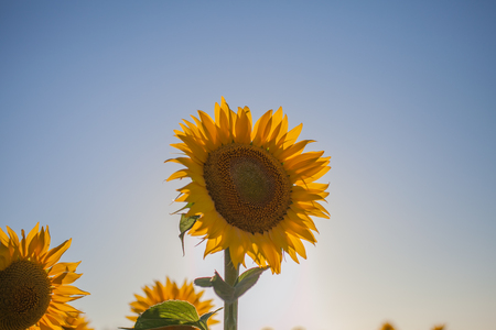 Sunflowers field. Close up view of sunflower in the sunlight. Sunflowers background for designers. Yellow big sunflower in bloom.の写真素材