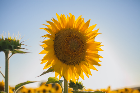 Sunflowers field. Close up view of sunflower in the sunlight. Sunflowers background for designers. Yellow big sunflower in bloom.の写真素材