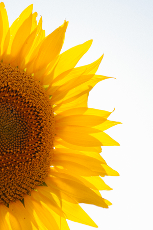 Sunflowers field. Close up view of sunflower in the sunlight. Sunflowers background for designers. Yellow big sunflower in bloom.の写真素材