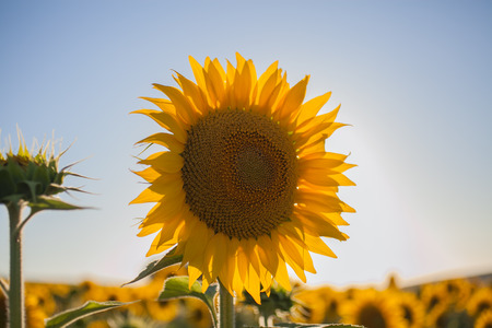 Sunflowers field. Close up view of sunflower in the sunlight. Sunflowers background for designers. Yellow big sunflower in bloom.の写真素材