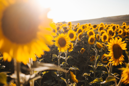 Sunflowers field. Close up view of sunflower in the sunlight. Sunflowers background for designers. Yellow big sunflower in bloom.の写真素材