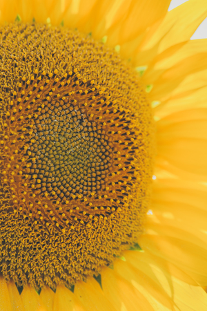 Sunflowers texture and background for designers. Sunflowers field background. Macro view of sunflower in bloom. Organic and natural flower background.の写真素材