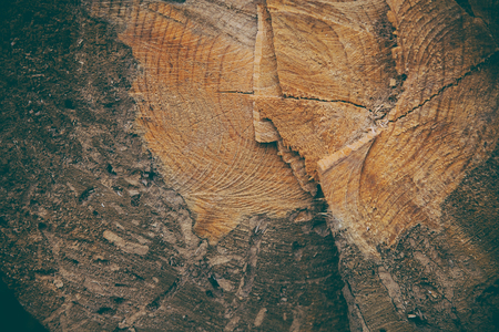 Cut tree trunk background and texture. Wood texture of cut tree trunk. Closeup view of old wood...