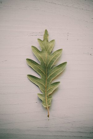 Oak tree leaves on white background. Green oak leaf texture and background for designers. Close up...