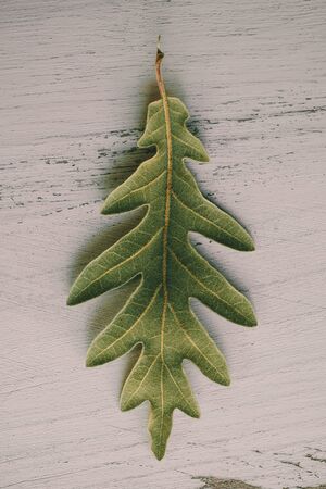 Oak tree leaves on white background. Green oak leaf texture and background for designers. Close up view of green oak tree leaves on white wood. Organic background. Leaf textured.の写真素材