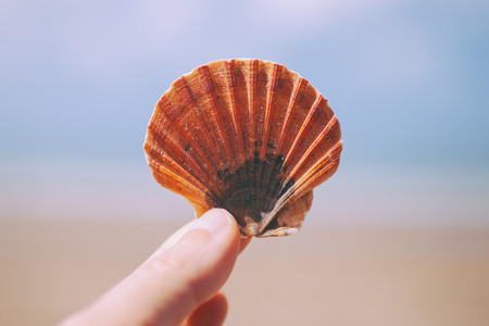 Hand holding a seashell. Woman hand with a seashell in blue sky and ocean background. Closeup view of beautiful seashell in hand.の写真素材