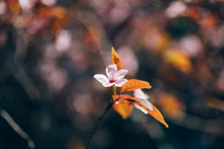 Almond flower in bloom. Close up view of white and pink almond blossoms on a branch.の写真素材