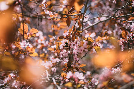 Almond flower in bloom. Close up view of white and pink almond blossoms on a branch.の写真素材