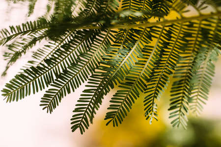 Green leaves of acacia tree on blurred background. Close up.