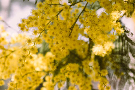Mimosa yellow flower in bloom. Acacia Dealbata. Springtime background. Close up view of acacia...