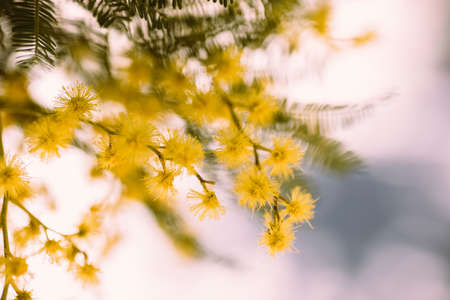 Close up of yellow mimosa flowers on a blurred background. Selective focus.
