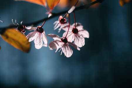 Almond flower in bloom. Close up view of white and pink almond blossoms on a branch.の写真素材