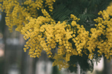 Mimosa yellow flower in bloom. Acacia Dealbata. Springtime background. Close up view of acacia yellow flowers in bloom.の写真素材