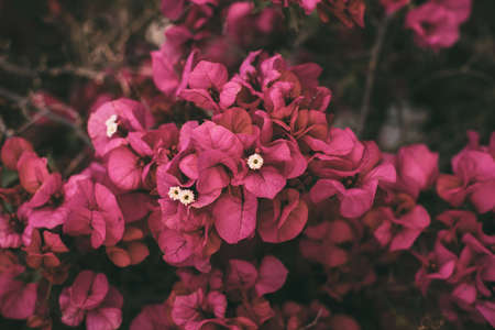 Bougainvillea flowers in bloom. Beautiful magenta flower as background. Springtime background for design.の写真素材