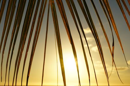 Palm tree silhouette and sea at a tropical beachの写真素材