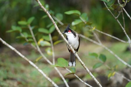 Colorful red-whiskered bubul bird on a branchの写真素材