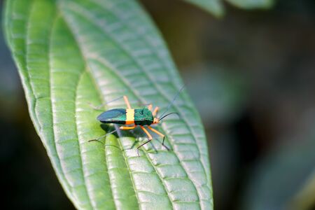Coreid bug - Beautyful insectsの写真素材