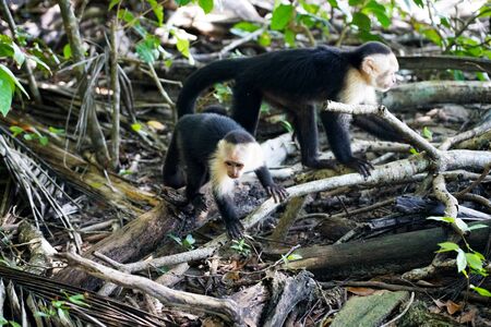 White-faced capuchins on the groundの写真素材