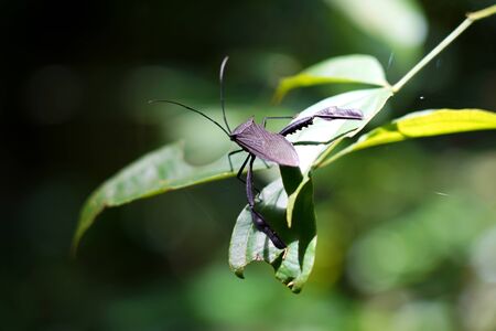 Bug on a leaf in the jungle forestの写真素材