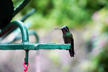 Standing hummingbird in Costa Rica natureの写真素材