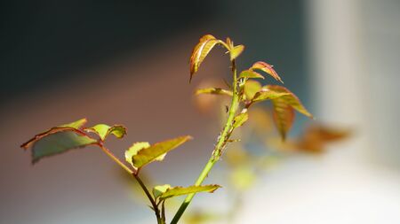 Several black and green aphids in a rose bush in Spring seasonの写真素材