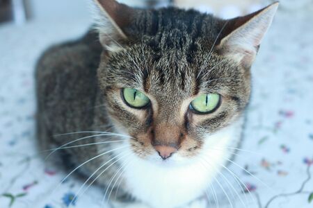 Portrait of a beautiful adult female cat with wonderful green eyes, Barcleona, Spain