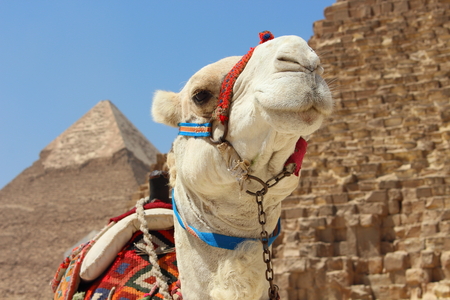 Portrait of an african camel with the pyramids of Giza on soft backgroundの写真素材