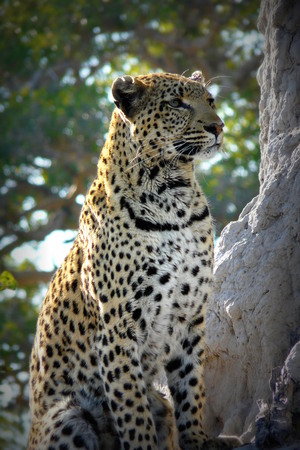 Leopard in Pom-Pom Island, Okavango delta, Botswana, Africa